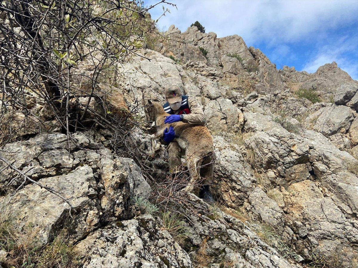 Erzincan'da jandarma ekibi yaralı dağ keçisini kurtardı