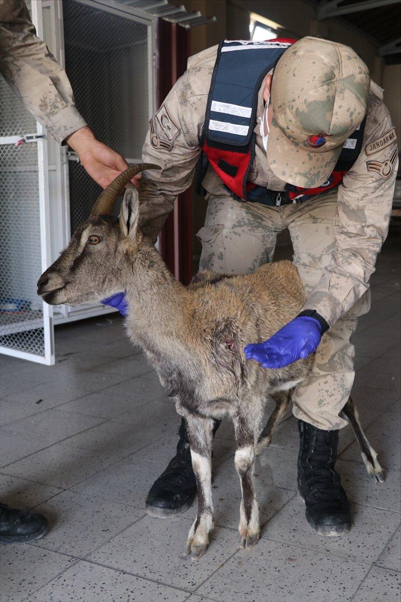 Erzincan'da jandarma ekibi yaralı dağ keçisini kurtardı