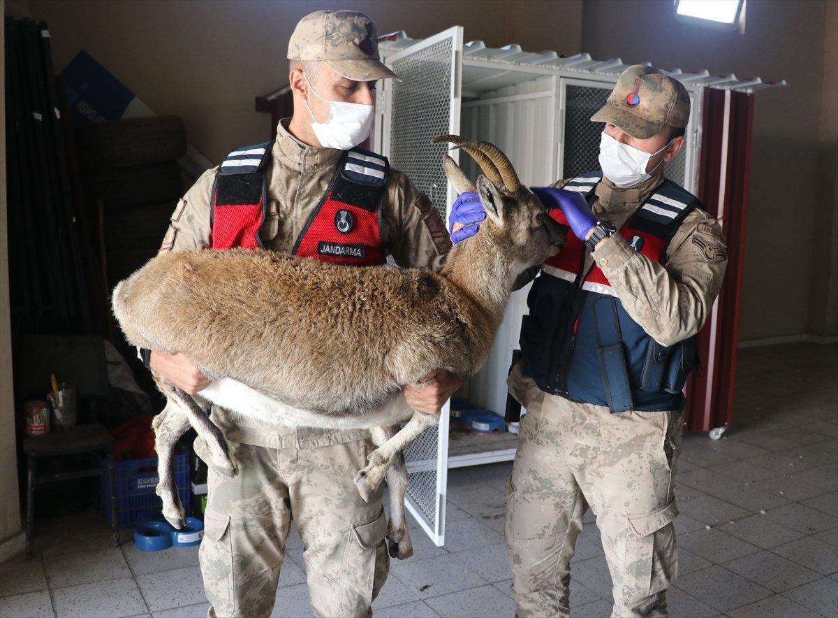 Erzincan'da jandarma ekibi yaralı dağ keçisini kurtardı