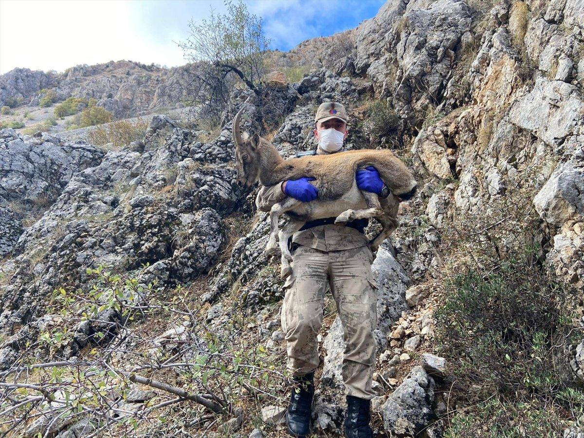 Erzincan'da jandarma ekibi yaralı dağ keçisini kurtardı