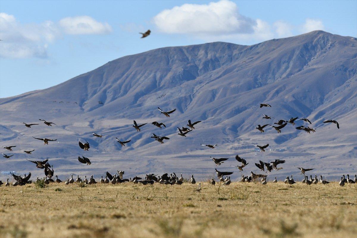 Erçek Gölü, yaban kazlarıyla şenlendi