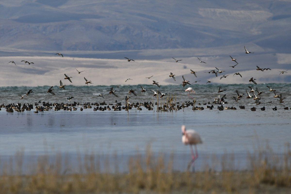 Erçek Gölü, yaban kazlarıyla şenlendi