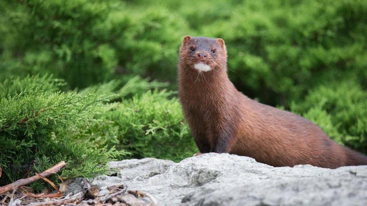 Dünyada koronavirüs vaka sayısı 50 milyona ulaştı