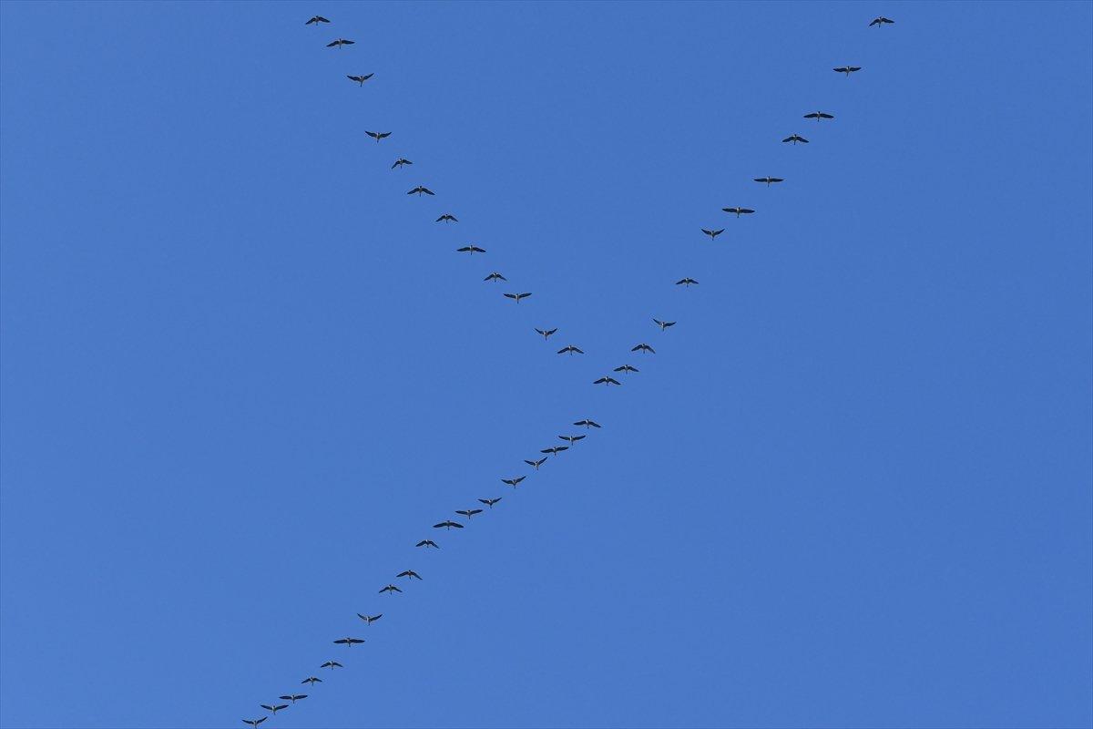 Erçek Gölü, yaban kazlarıyla şenlendi
