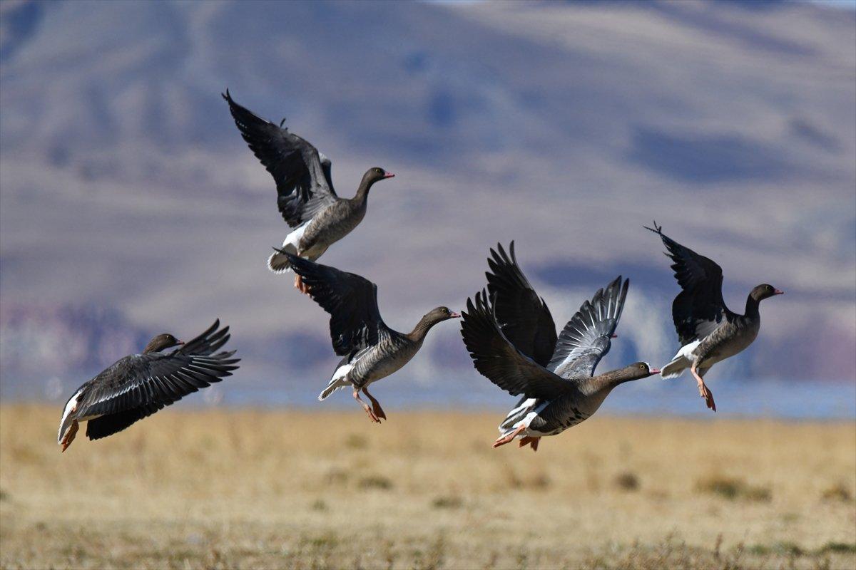 Erçek Gölü, yaban kazlarıyla şenlendi