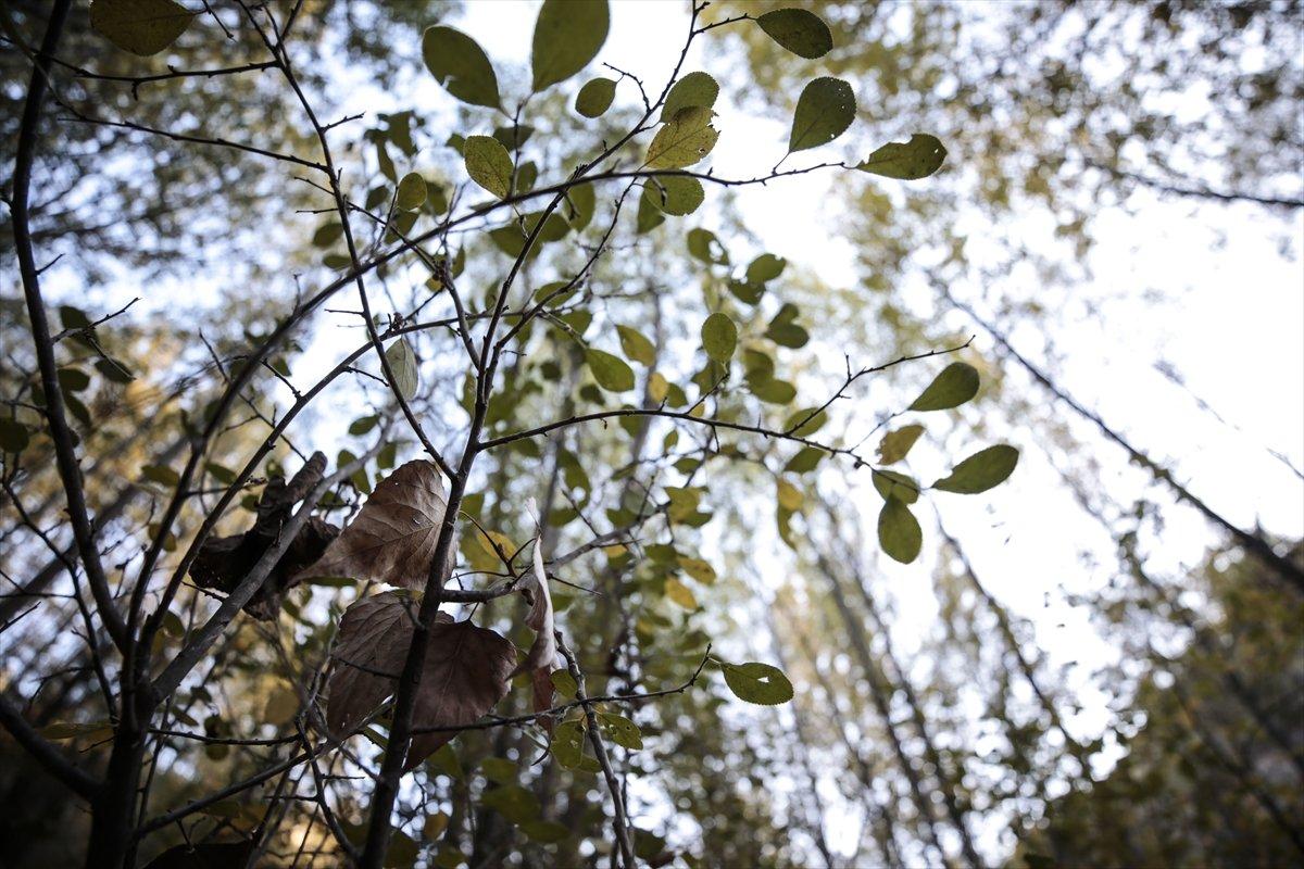 Ankara’daki Kıbrıs Köyü Kanyonu’nda sonbahar güzelliği