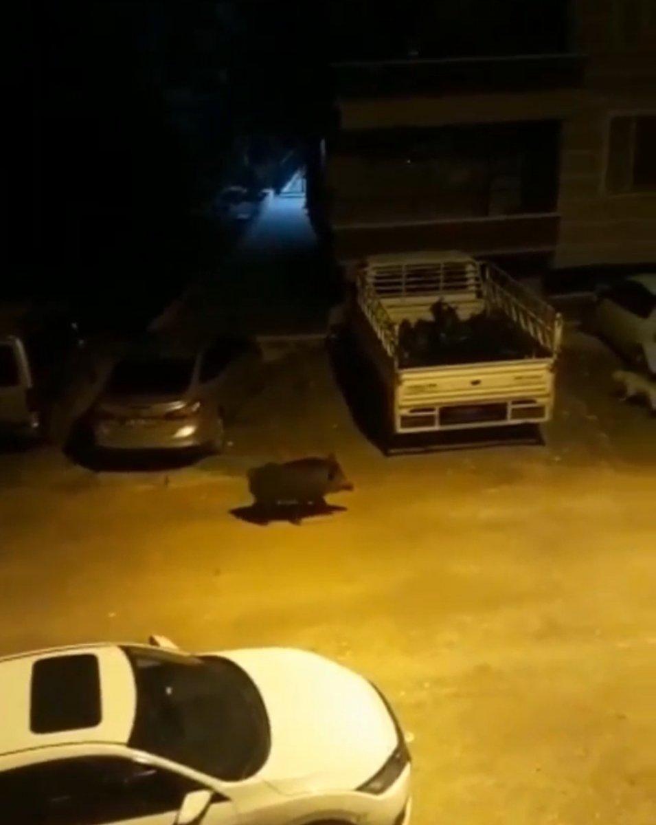 Hatay'da yaban domuzu şehre indi