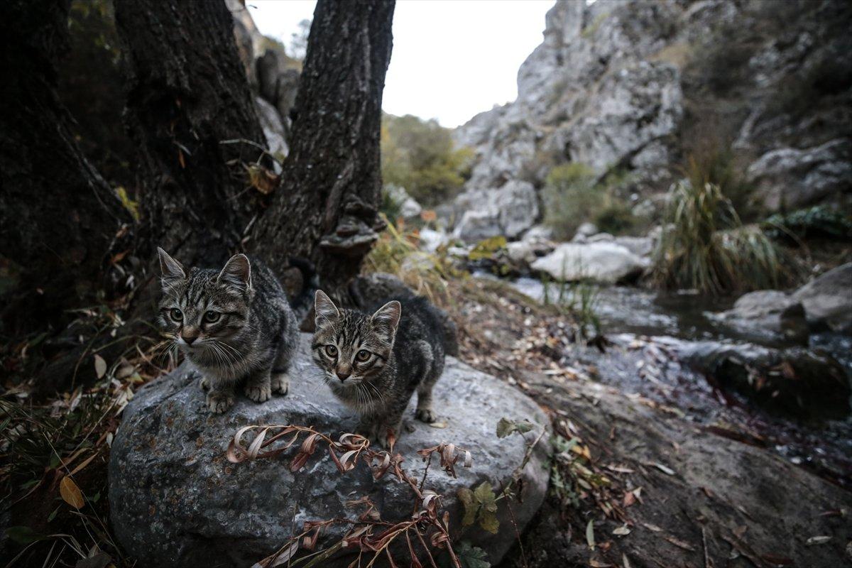 Ankara’daki Kıbrıs Köyü Kanyonu’nda sonbahar güzelliği