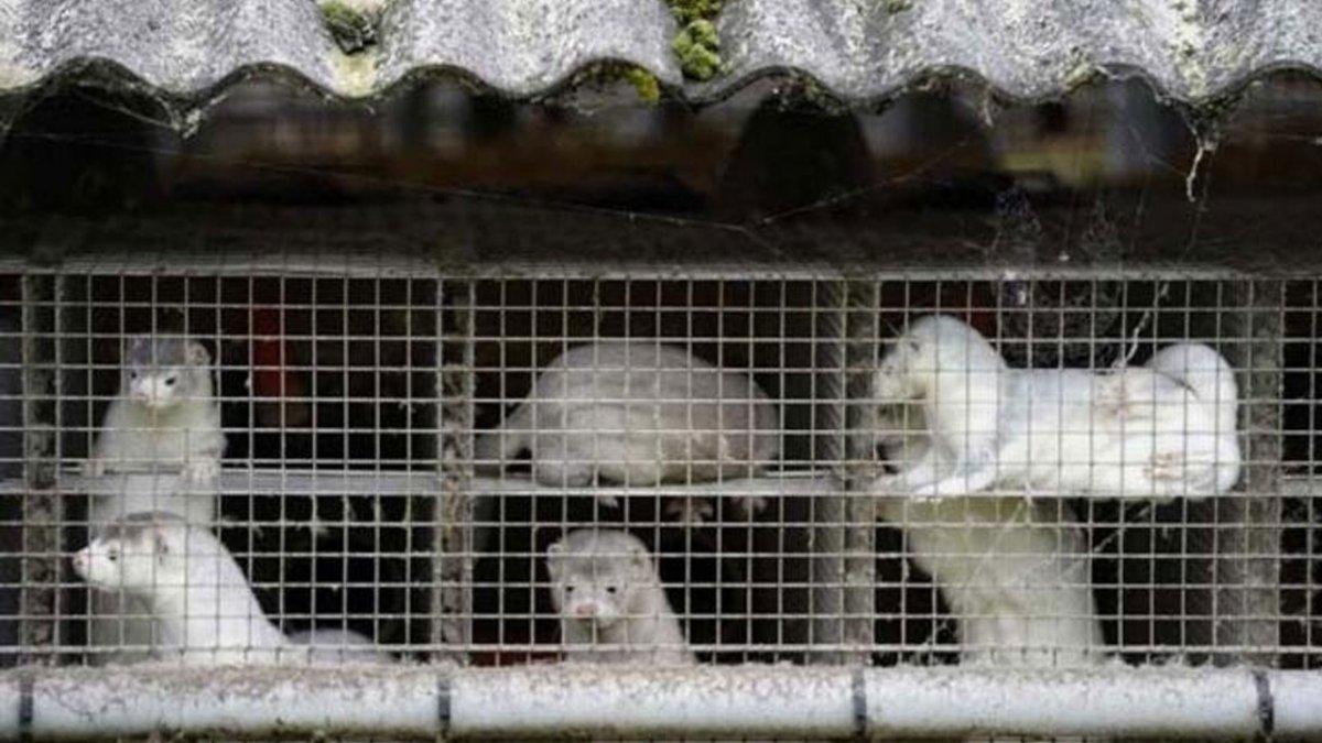 Cluster-5 virüsü nedir, nasıl bulaşır? Cluster-5 virüsü belirtileri nelerdir?