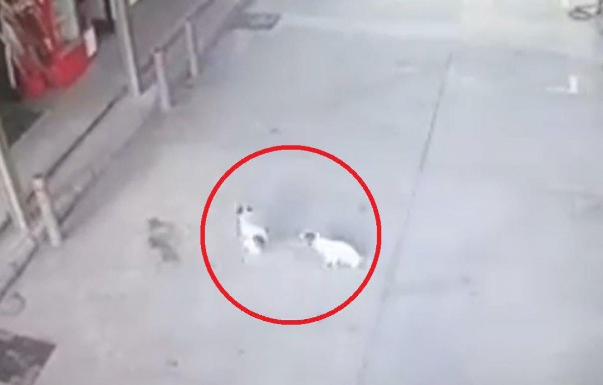 Balıkesir'de yavru köpekleri ezen sürücü yoluna devam etti