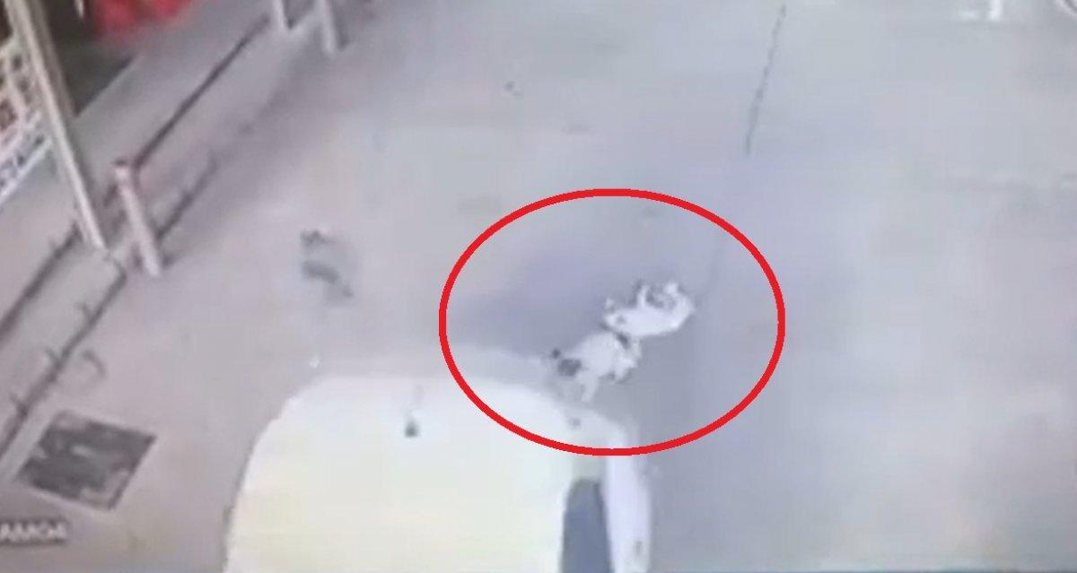 Balıkesir'de yavru köpekleri ezen sürücü yoluna devam etti