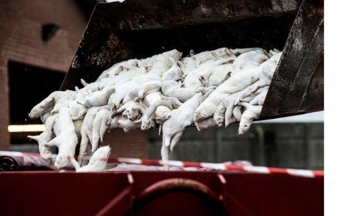 Cluster-5 virüsü nedir, nasıl bulaşır? Cluster-5 virüsü belirtileri nelerdir?