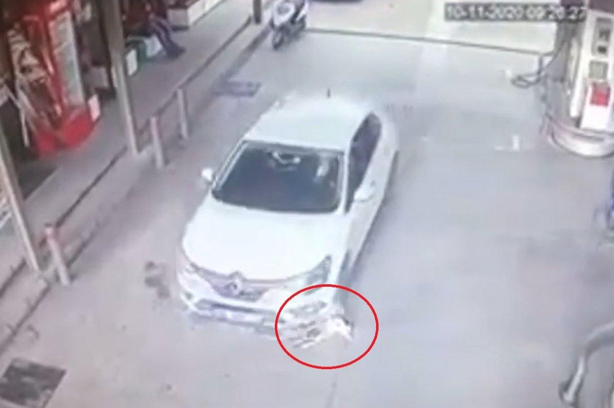 Balıkesir'de yavru köpekleri ezen sürücü yoluna devam etti