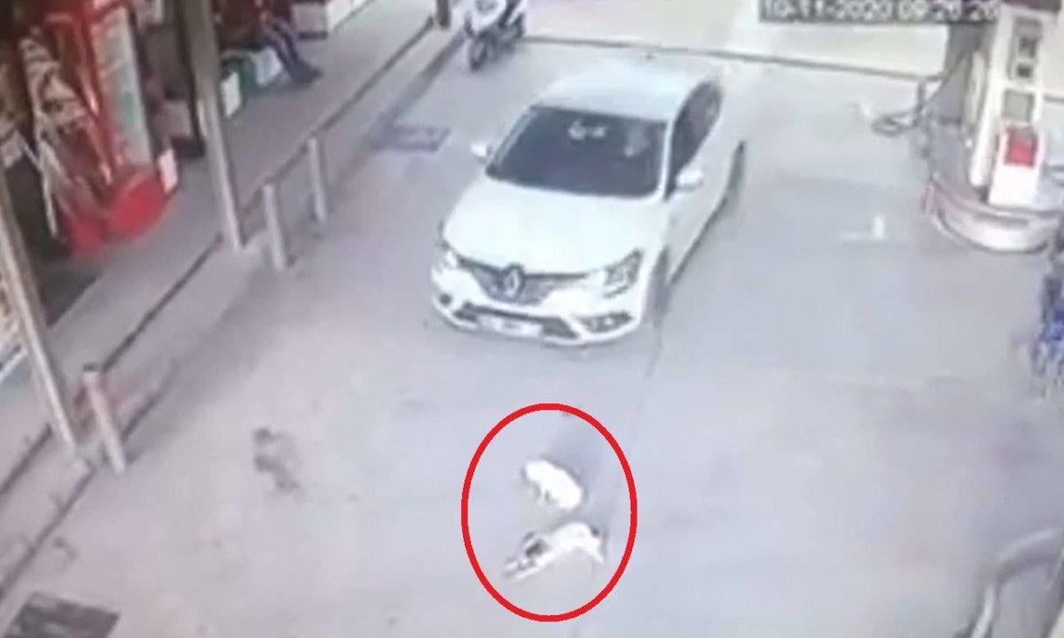 Balıkesir'de yavru köpekleri ezen sürücü yoluna devam etti