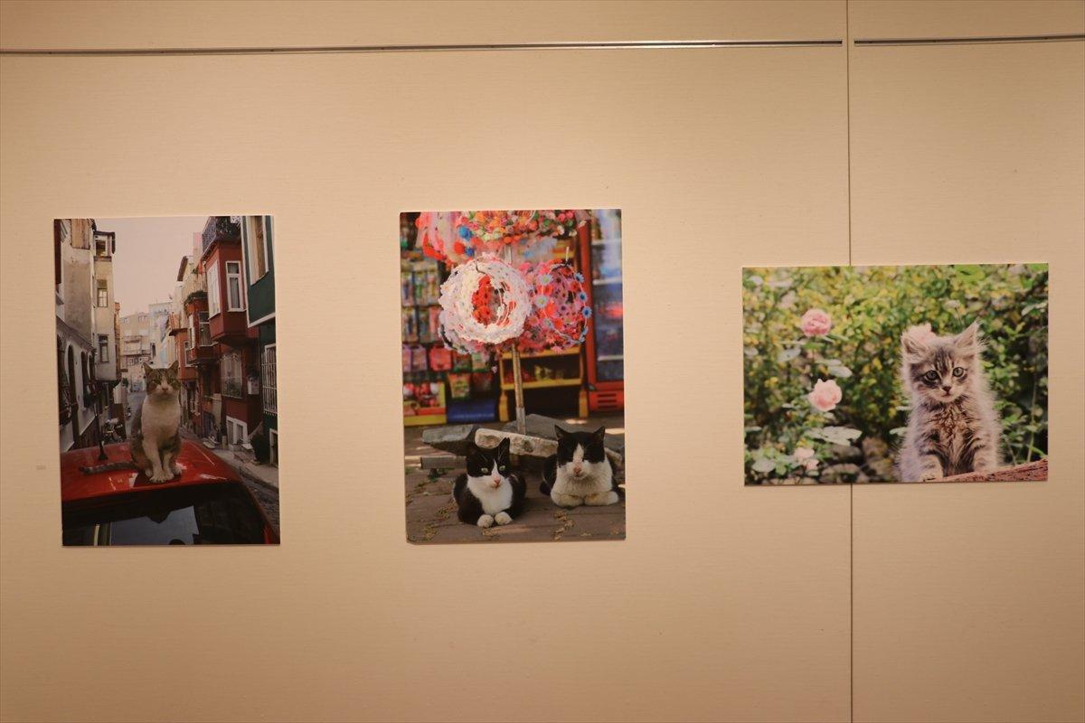 Tokyo’da 'Türk Kedisi' fotoğraf sergisi