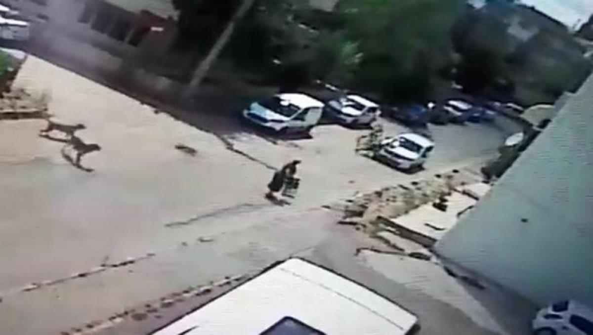 sokak köpeği saldırı