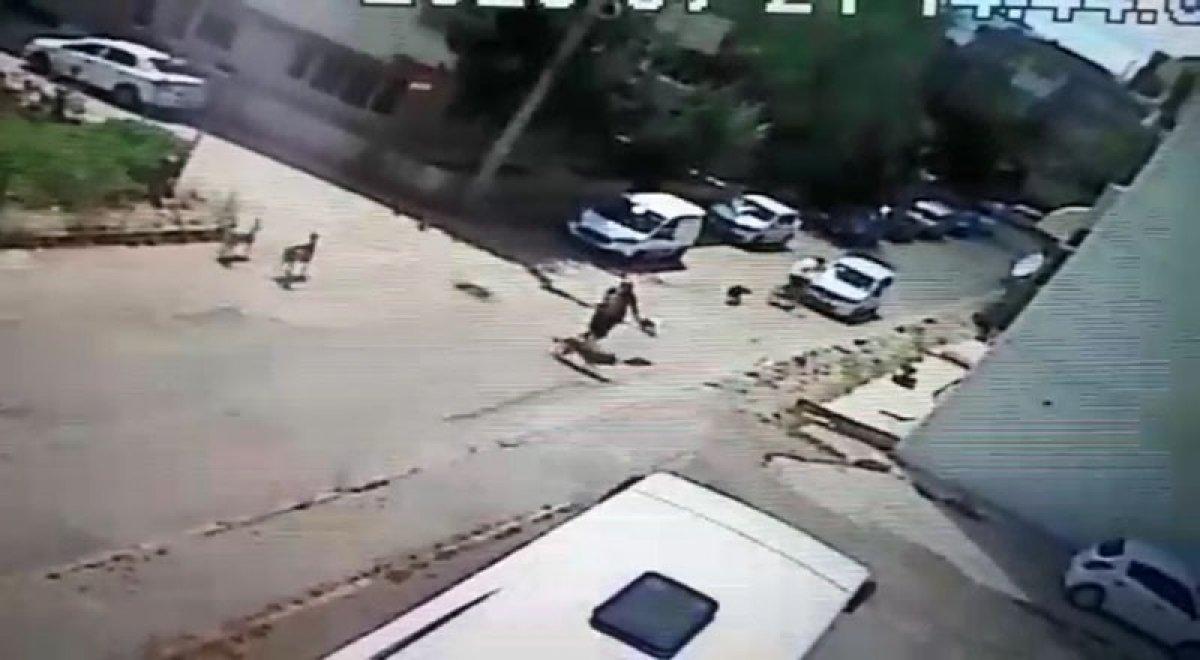 sokak köpeği saldırı