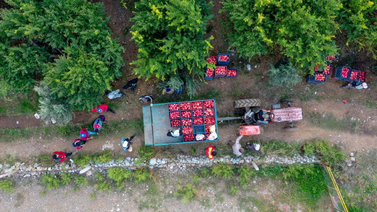 Nar ihracatı arttı