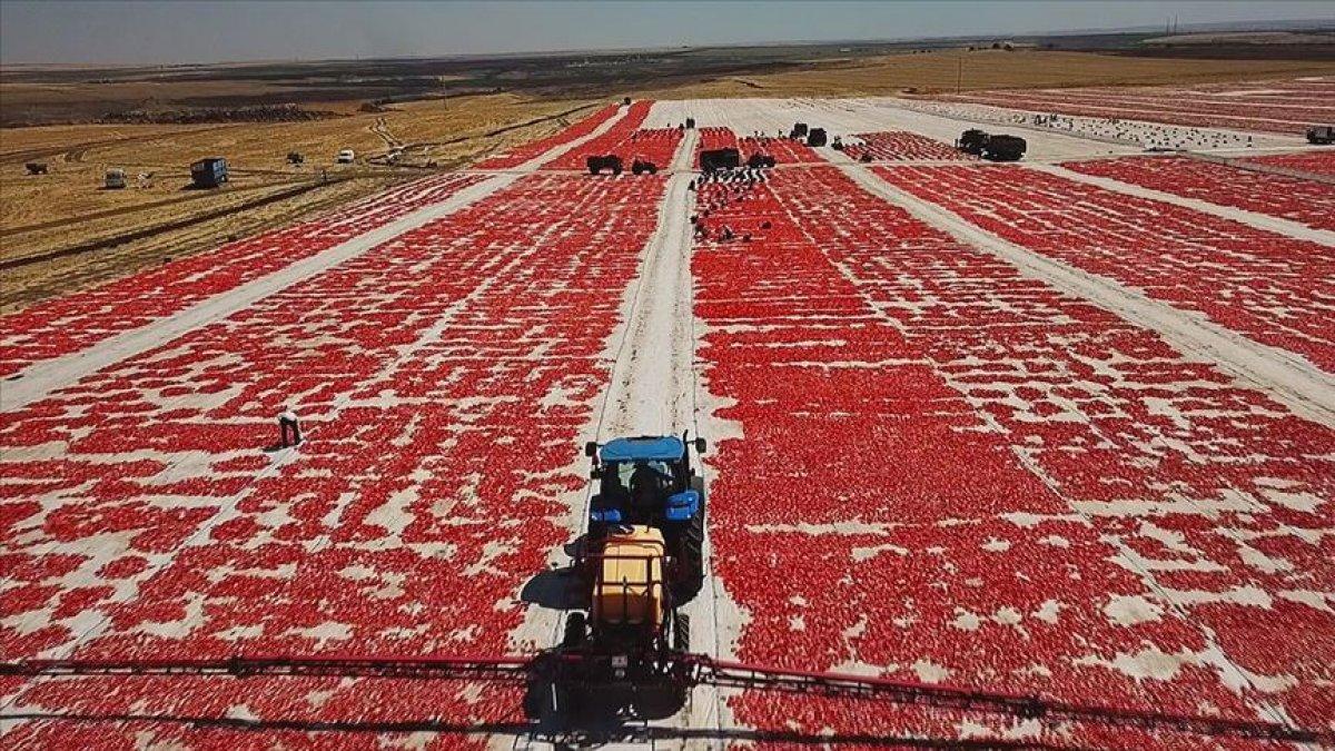 kurutulmuş sebzeye olan ilgi artarak devam ediyor