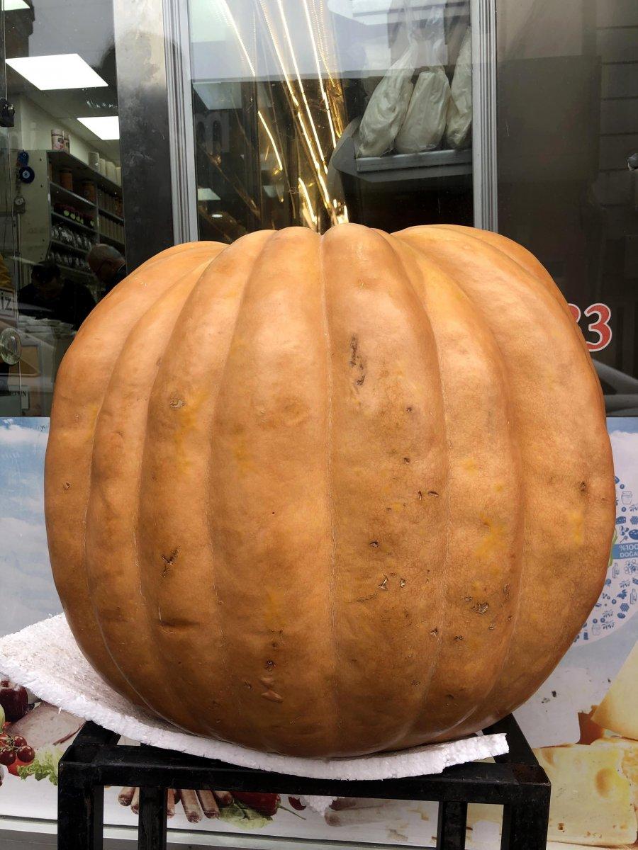 Artvin’de dev kabak sahibini bekliyor: Kilosunu bilene hediye edilecek