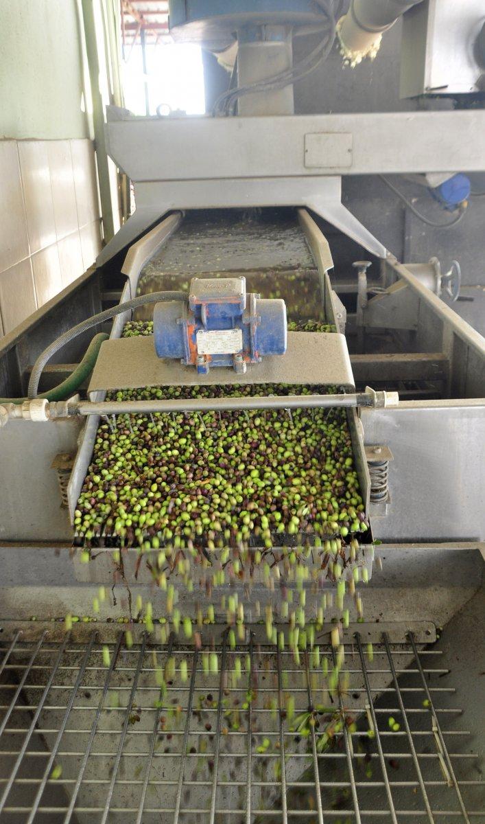 Merdiven altı zeytinyağı üretimine dikkat