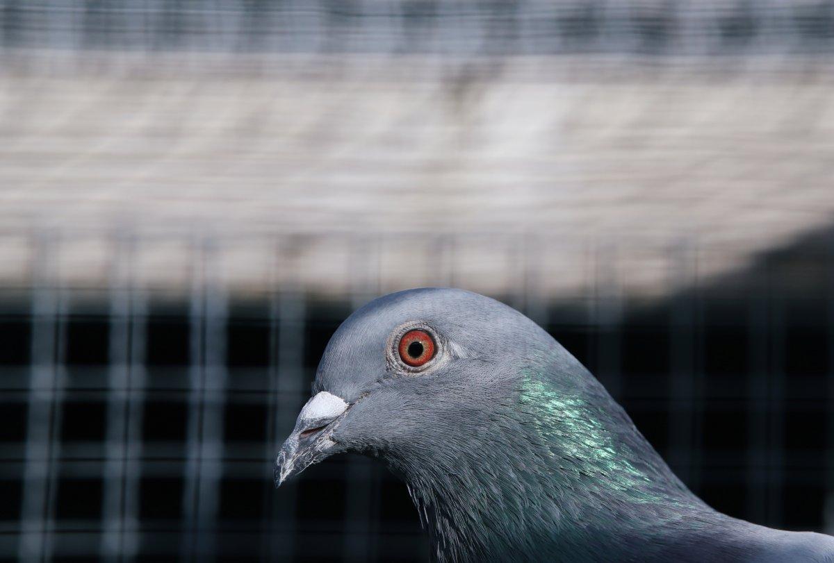 Belçika'da açık artırmaya çıkan posta güvercini 1 milyon 600 bin euroya satıldı