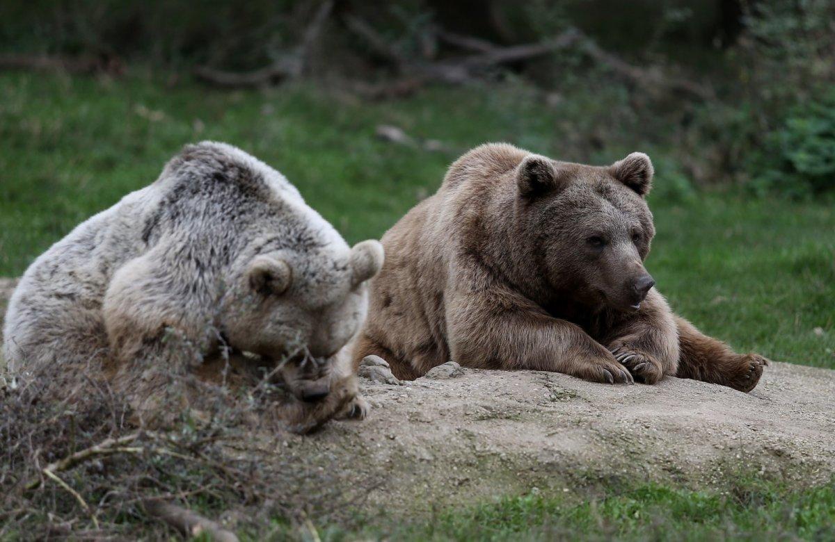 Bursa’da bakım iyi olunca ayılar kış uykusuna yatmıyor
