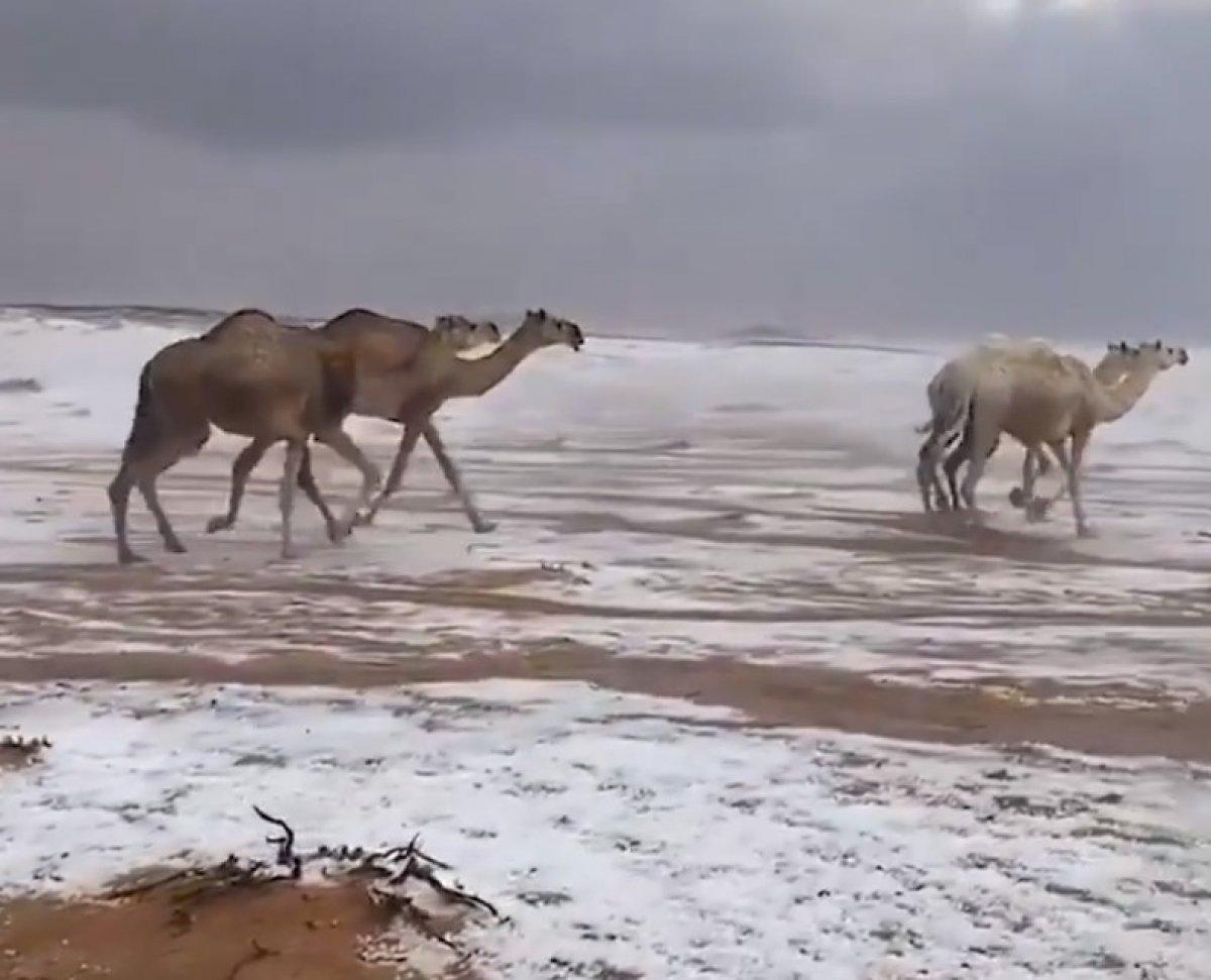 Suudi Arabistan'da karda yürüyen develer