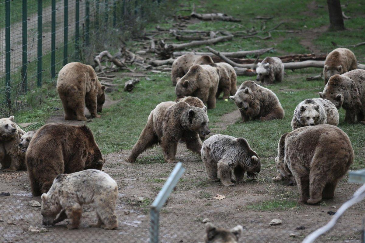 Bursa’da bakım iyi olunca ayılar kış uykusuna yatmıyor