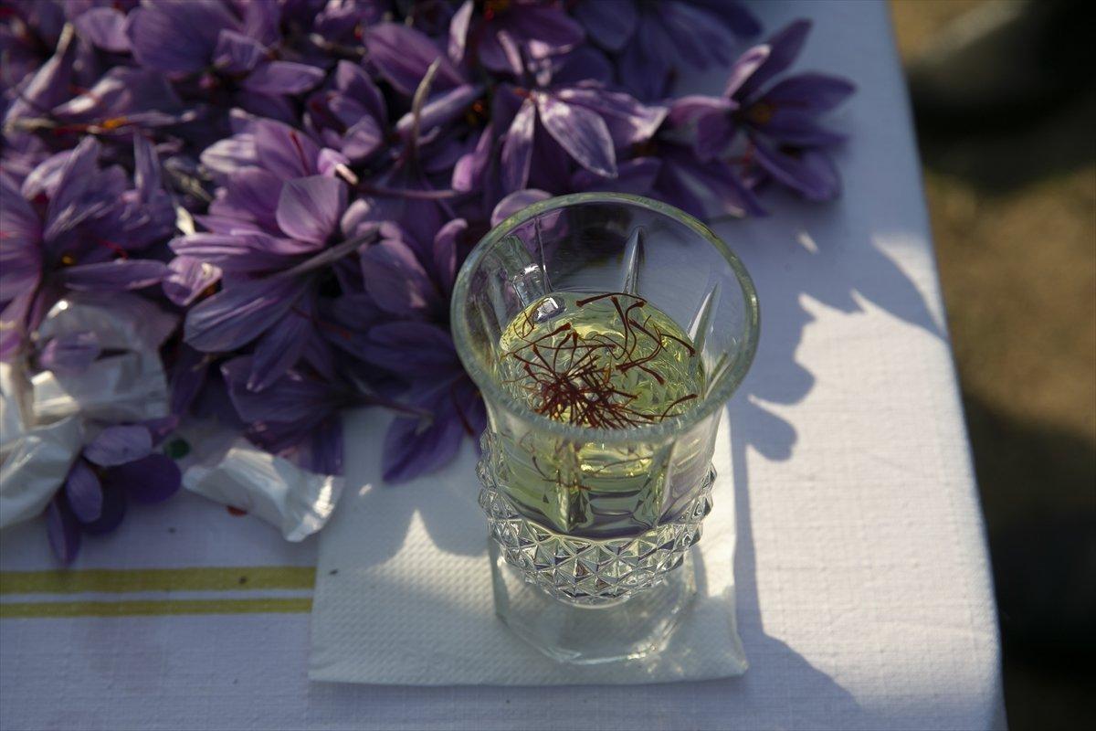 Edirne'de safran hasadı