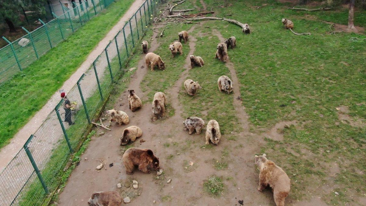 Bursa’da bakım iyi olunca ayılar kış uykusuna yatmıyor