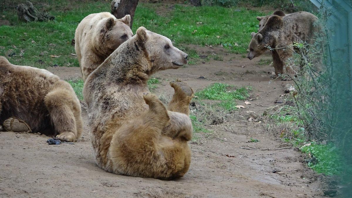 Bursa’da bakım iyi olunca ayılar kış uykusuna yatmıyor