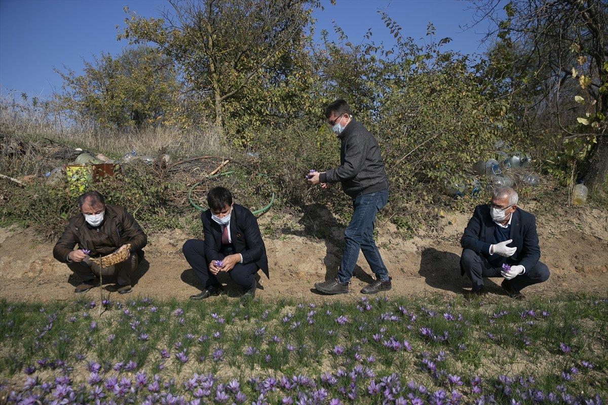 Edirne'de safran hasadı