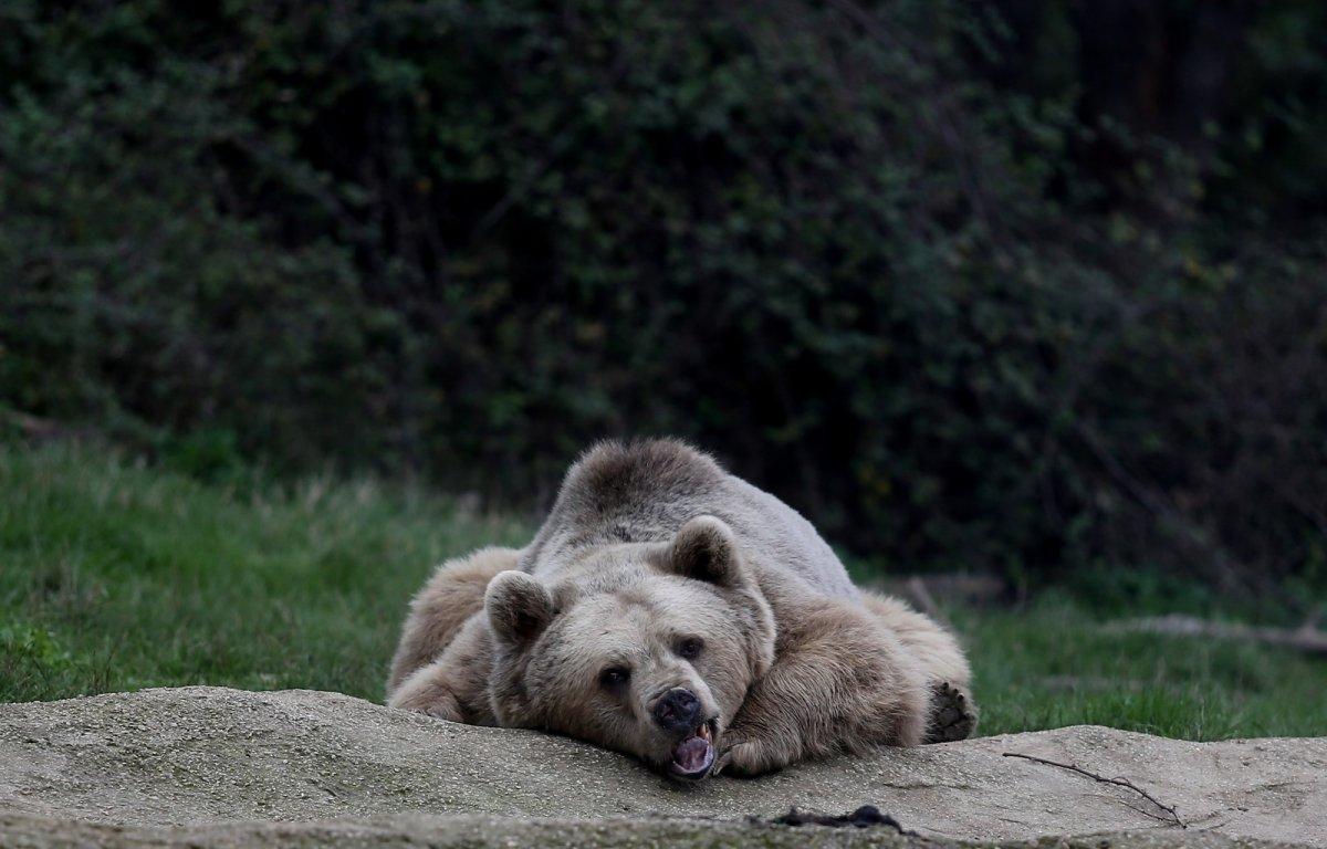 Bursa’da bakım iyi olunca ayılar kış uykusuna yatmıyor