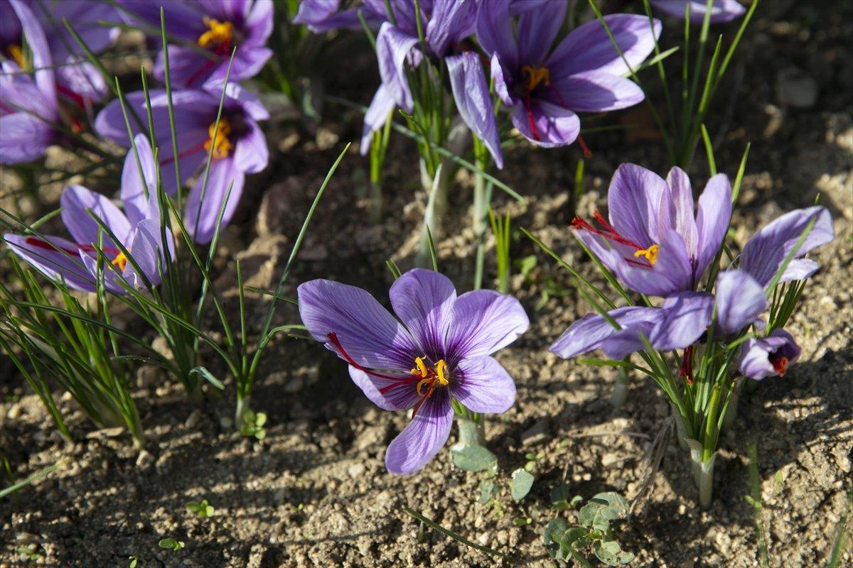 Edirne'de safran hasadı