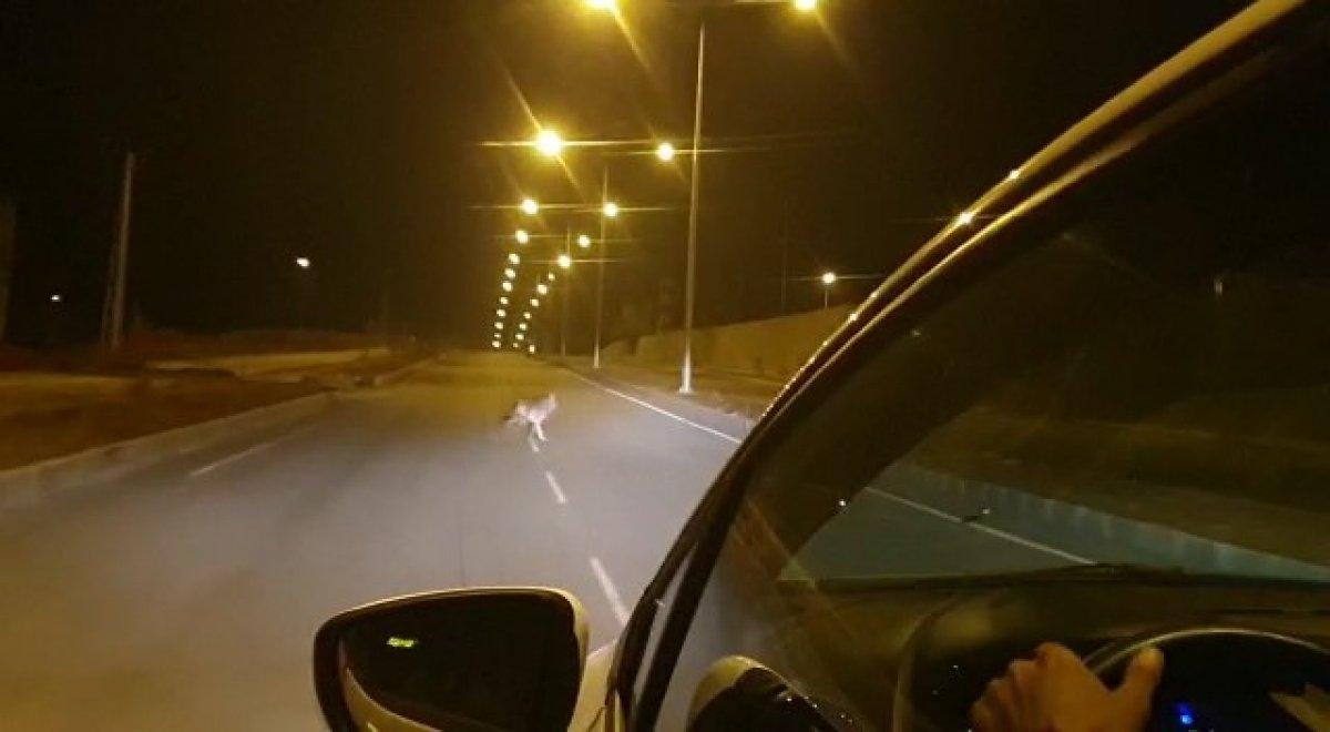 Ardahan'da acıkan kurt şehre indi