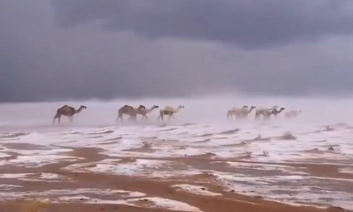 Suudi Arabistan'da karda yürüyen develer