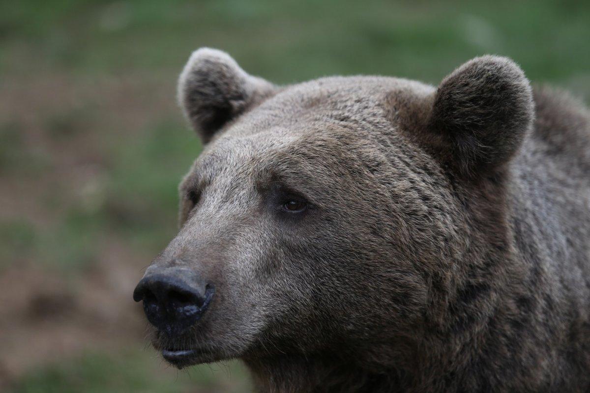 Bursa’da bakım iyi olunca ayılar kış uykusuna yatmıyor