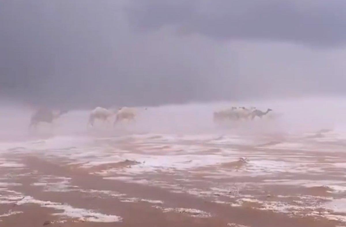 Suudi Arabistan'da karda yürüyen develer