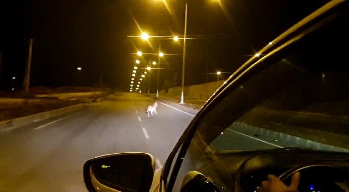 Ardahan'da acıkan kurt şehre indi