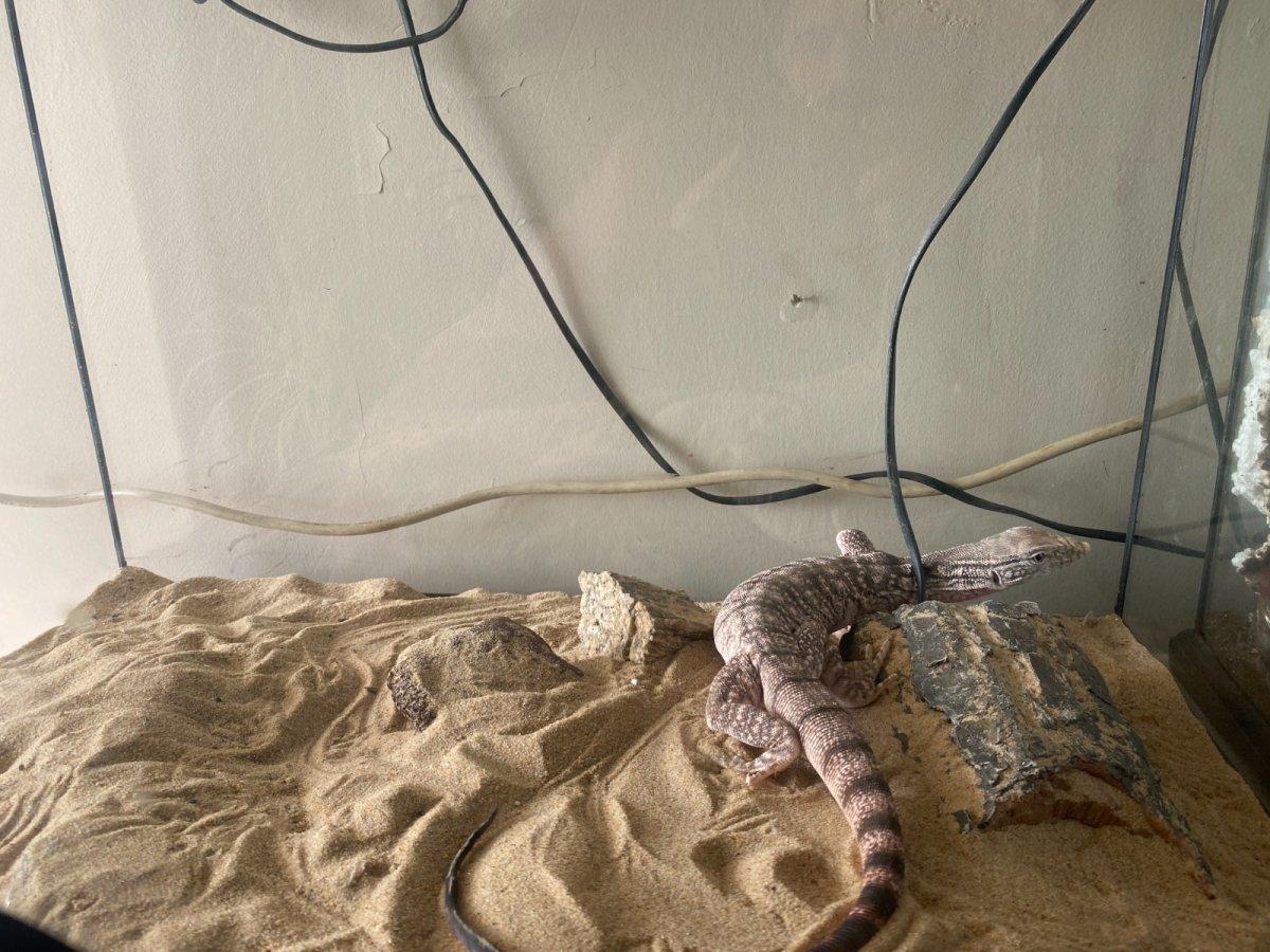 Bakırköy'de ticareti yasaklanan 12 hayvan ele geçirildi