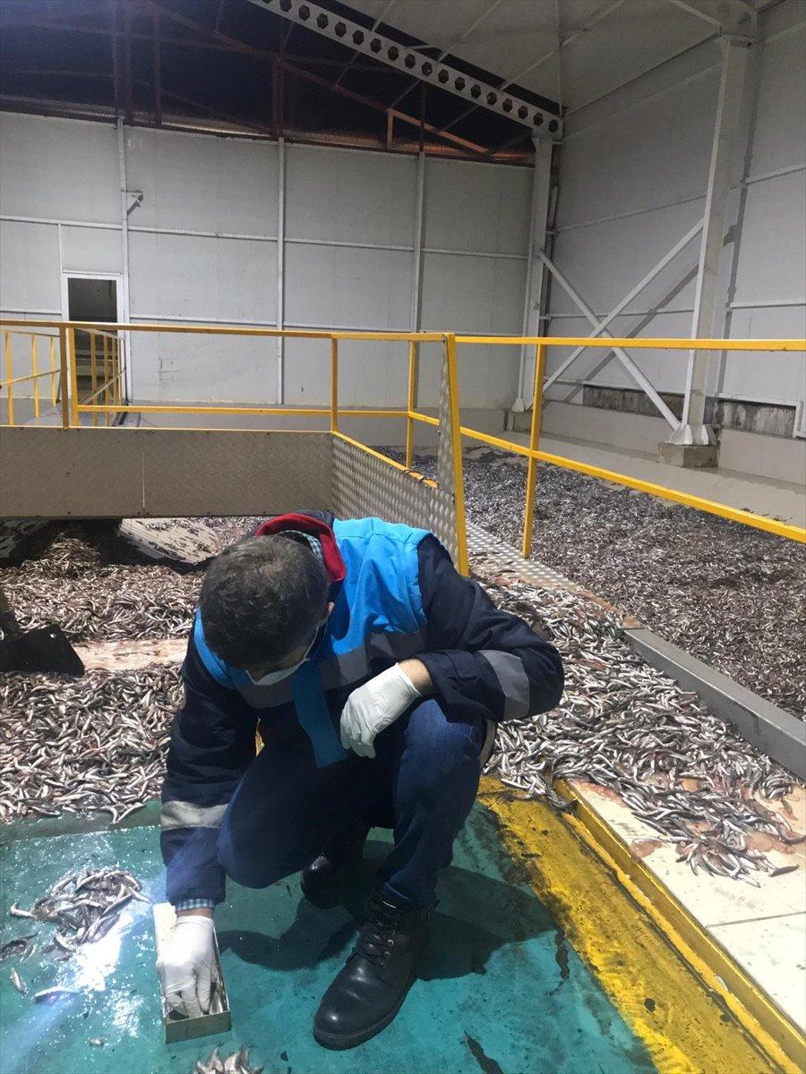 Trabzon'da 50 ton hamsiye el konuldu