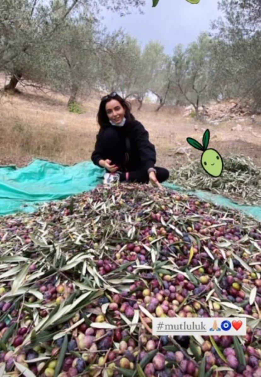 Öykü Gürman zeytin hasadında