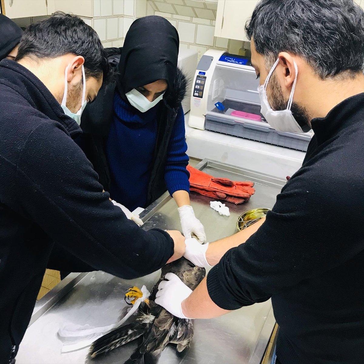 Karabük'te yaralı bulunan şahin, tedavi altına alındı