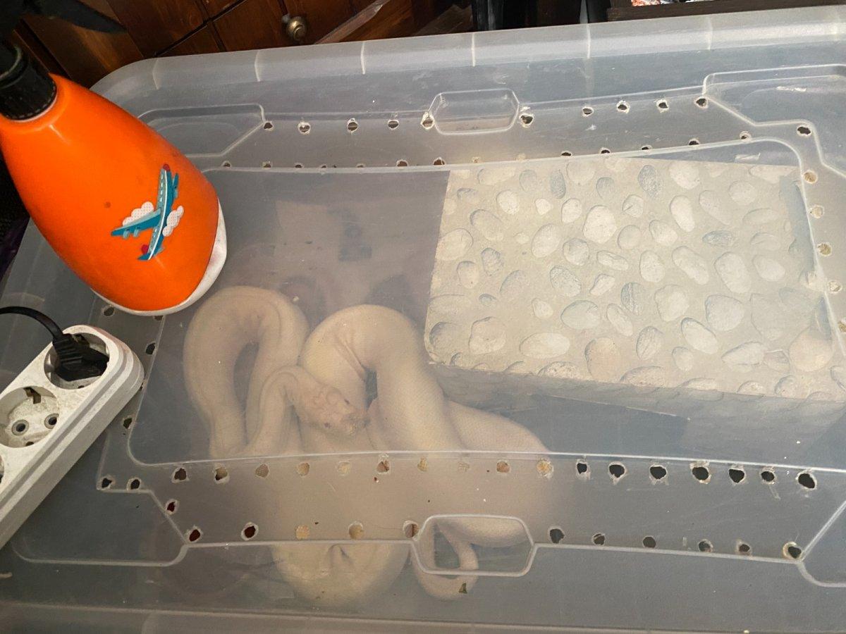 Bakırköy'de ticareti yasaklanan 12 hayvan ele geçirildi