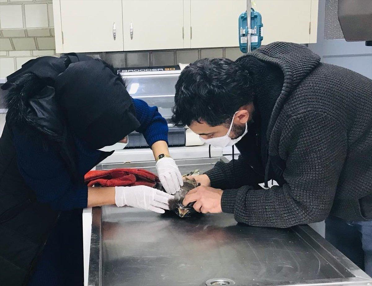 Karabük'te yaralı bulunan şahin, tedavi altına alındı