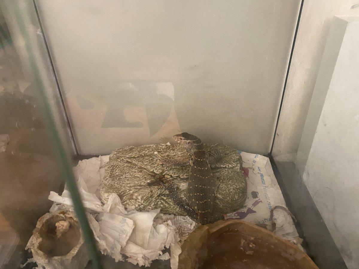 Bakırköy'de ticareti yasaklanan 12 hayvan ele geçirildi