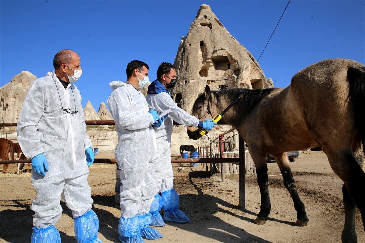 Kapadokya'nın atlarına mikroçip takılıyor
