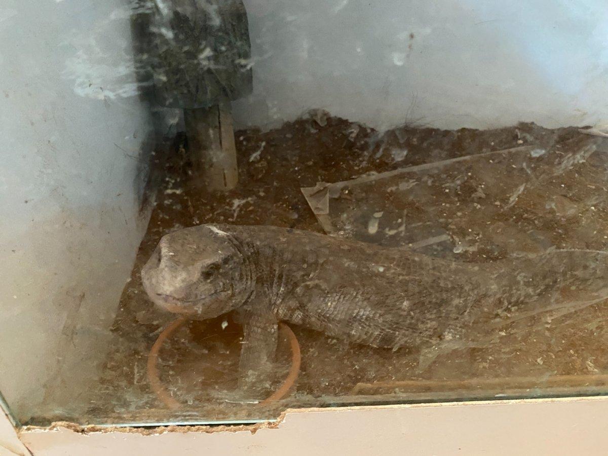 Bakırköy'de ticareti yasaklanan 12 hayvan ele geçirildi