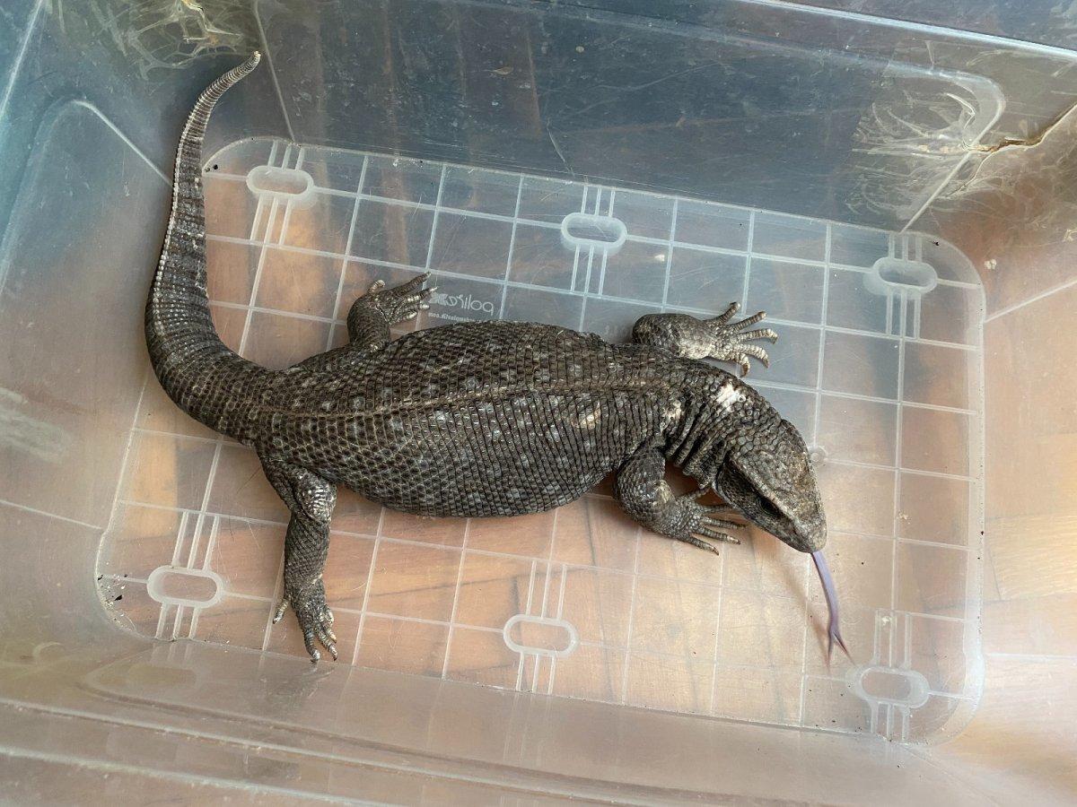 Bakırköy'de ticareti yasaklanan 12 hayvan ele geçirildi